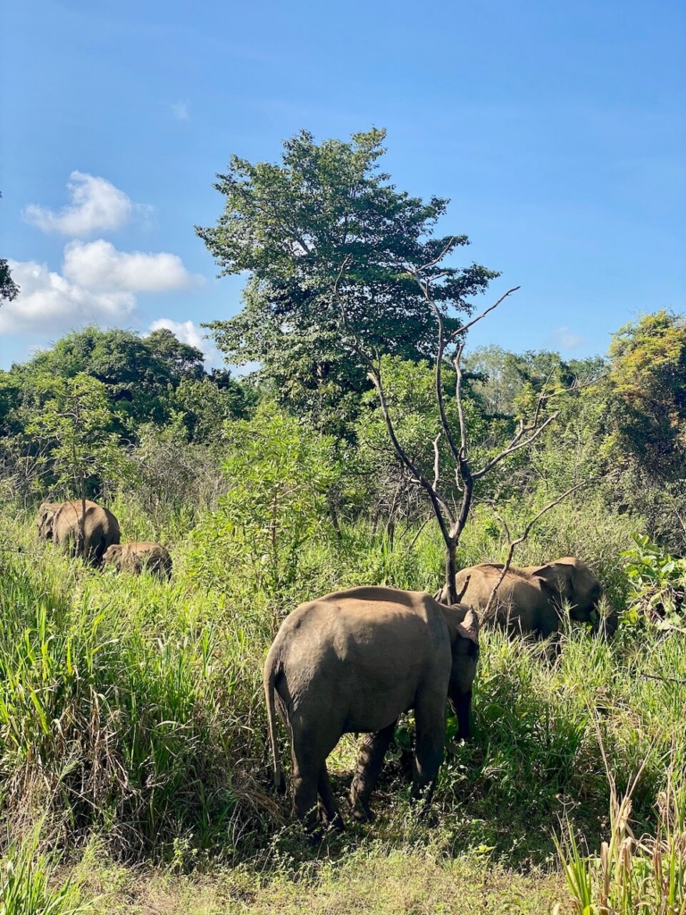 Eléphants dans le parc de Minneryia