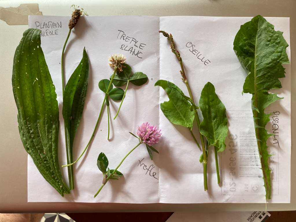 La traversée de l'Auvergne à pied - Herbier